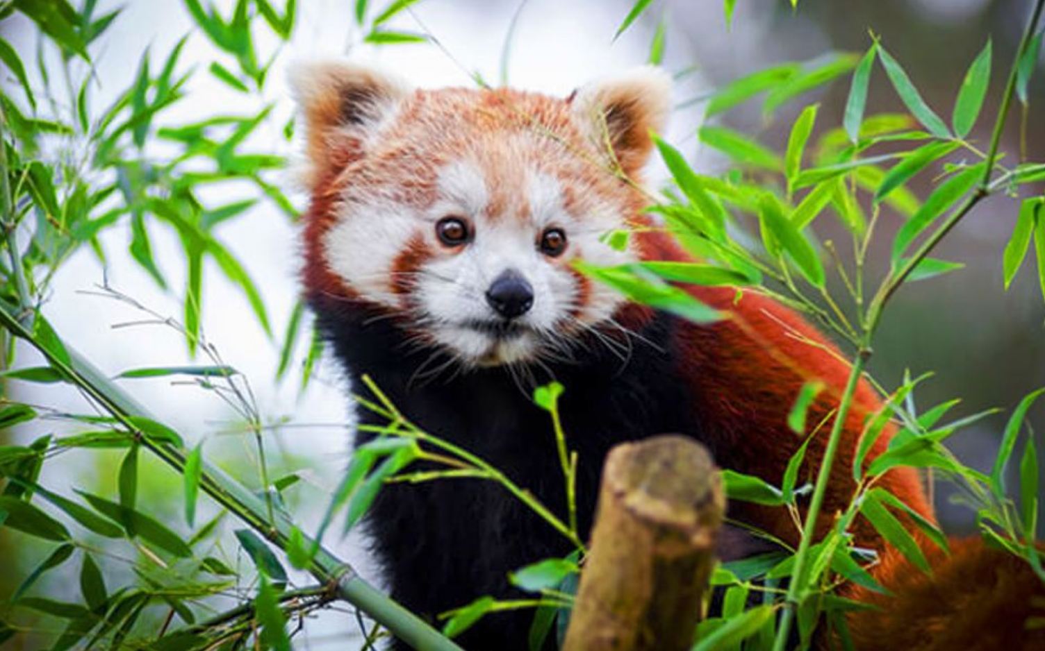 देउराली सामुदायिक वन रेडपाण्डा अनुसन्धान केन्द्र